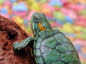 Una tortuga que viaja con chófer – Mi vida en cámara oculta